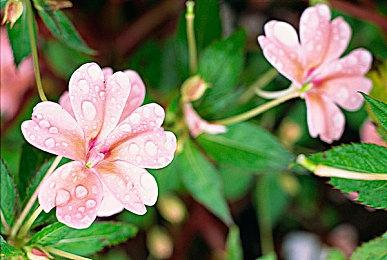 《苏菲的炼金工房2》Steam版正式发售 获玩家特别好评